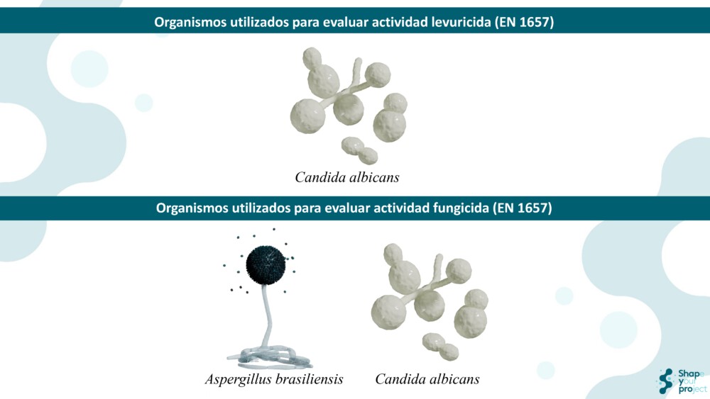 EN 1657: Ensayo De Suspensión Cuantitativa Para Evaluar La Actividad Fungicida Y Levuricida De Desinfectantes