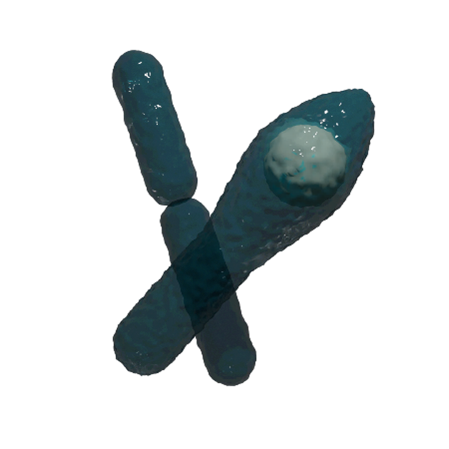 EN 13704 Clostridium sporogenes